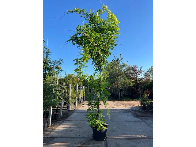 4x blauweregen, wisteria 'prolific', klimplant, blauwe bloei, ca. 2.5-3 m hoog - afbeelding 2 van  5
