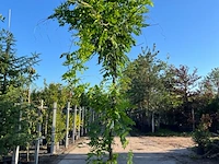 4x blauweregen, wisteria 'prolific', klimplant, blauwe bloei, ca. 2.5-3 m hoog - afbeelding 2 van  5