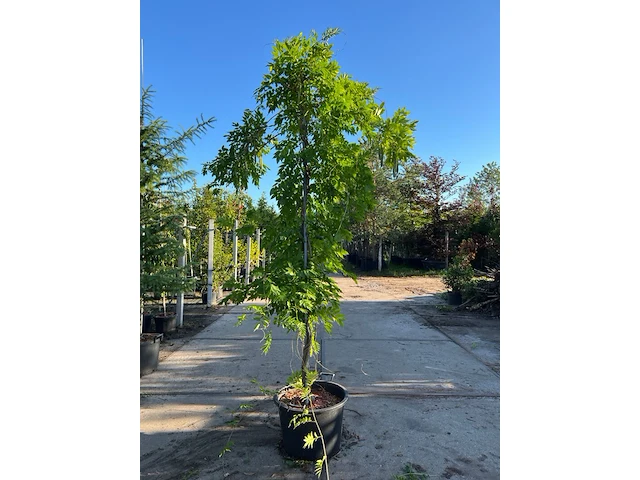 4x blauweregen, wisteria 'prolific', klimplant, blauwe bloei, ca. 2.5-3 m hoog - afbeelding 3 van  5