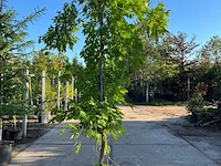 4x blauweregen, wisteria 'prolific', klimplant, blauwe bloei, ca. 2.5-3 m hoog - afbeelding 3 van  5