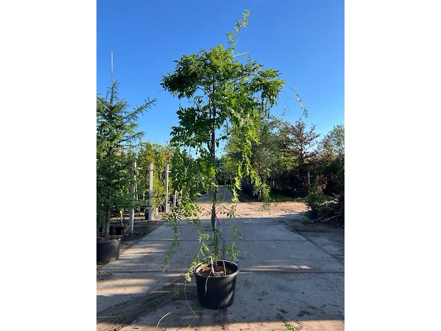 4x blauweregen, wisteria 'prolific', klimplant, blauwe bloei, ca. 2.5-3 m hoog - afbeelding 4 van  5