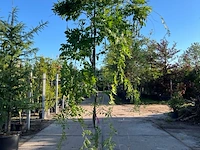 4x blauweregen, wisteria 'prolific', klimplant, blauwe bloei, ca. 2.5-3 m hoog - afbeelding 4 van  5