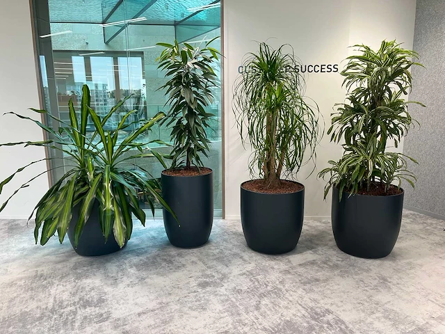 4x diverse plant met pot - afbeelding 1 van  8
