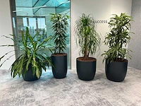 4x diverse plant met pot - afbeelding 1 van  8