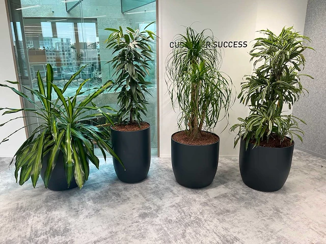 4x diverse plant met pot - afbeelding 2 van  8