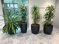 4x diverse plant met pot - afbeelding 2 van  8