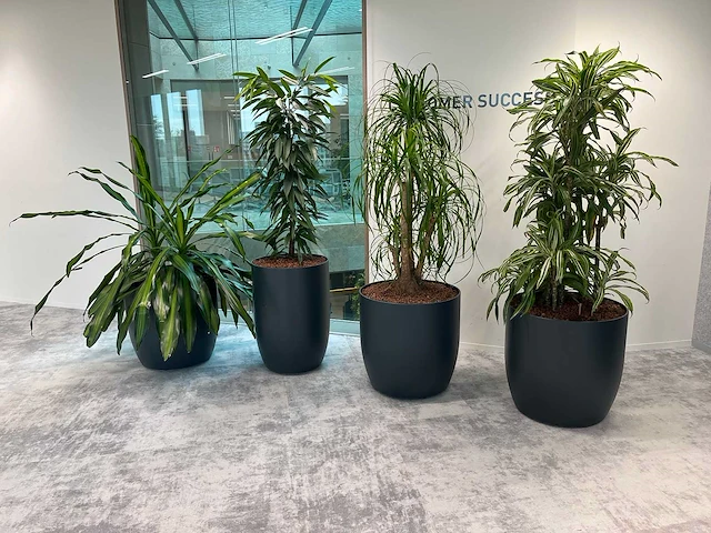 4x diverse plant met pot - afbeelding 3 van  8