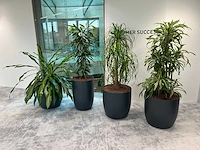 4x diverse plant met pot - afbeelding 4 van  8