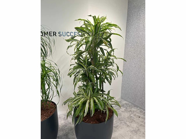 4x diverse plant met pot - afbeelding 5 van  8