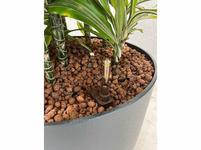4x diverse plant met pot - afbeelding 6 van  8