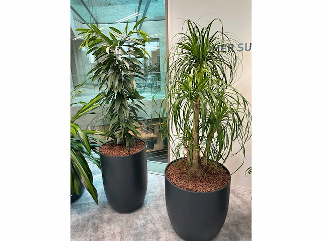 4x diverse plant met pot - afbeelding 7 van  8