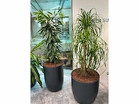4x diverse plant met pot - afbeelding 7 van  8