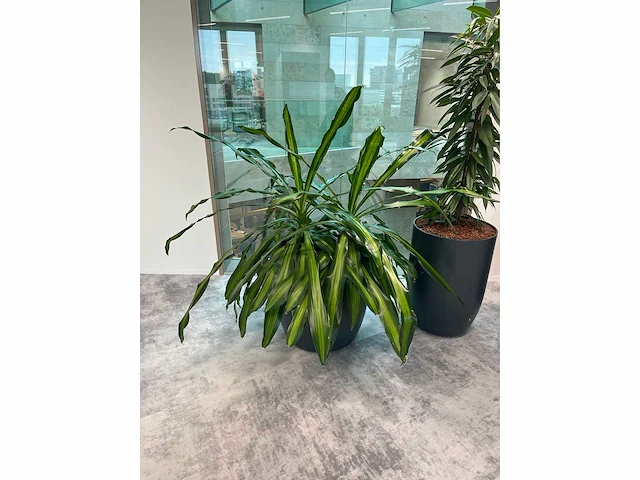 4x diverse plant met pot - afbeelding 8 van  8