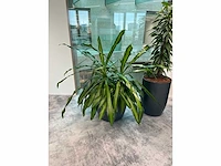 4x diverse plant met pot - afbeelding 8 van  8