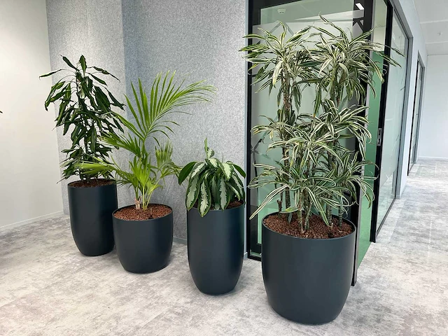 4x diverse plant met pot - afbeelding 1 van  7
