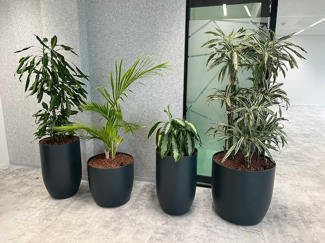 4x diverse plant met pot - afbeelding 2 van  7
