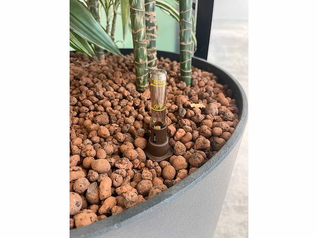 4x diverse plant met pot - afbeelding 4 van  7