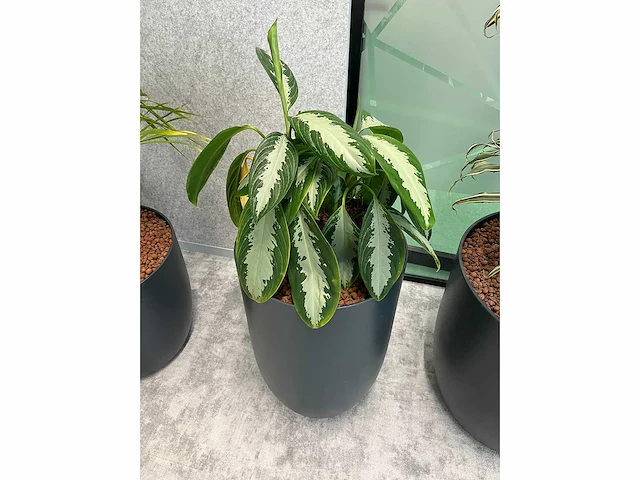 4x diverse plant met pot - afbeelding 5 van  7