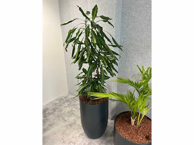 4x diverse plant met pot - afbeelding 7 van  7