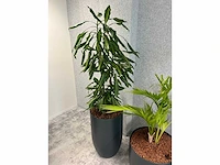 4x diverse plant met pot - afbeelding 7 van  7