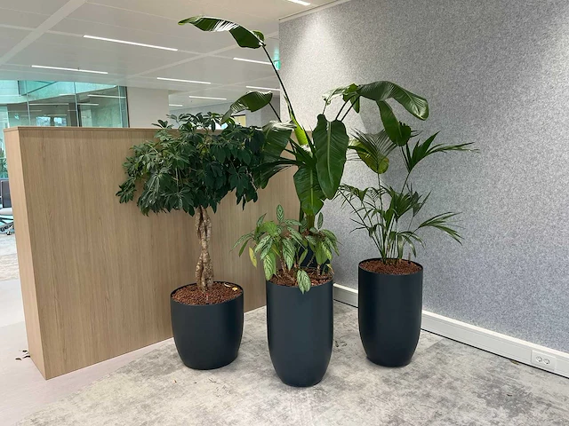 4x diverse plant met pot - afbeelding 1 van  6