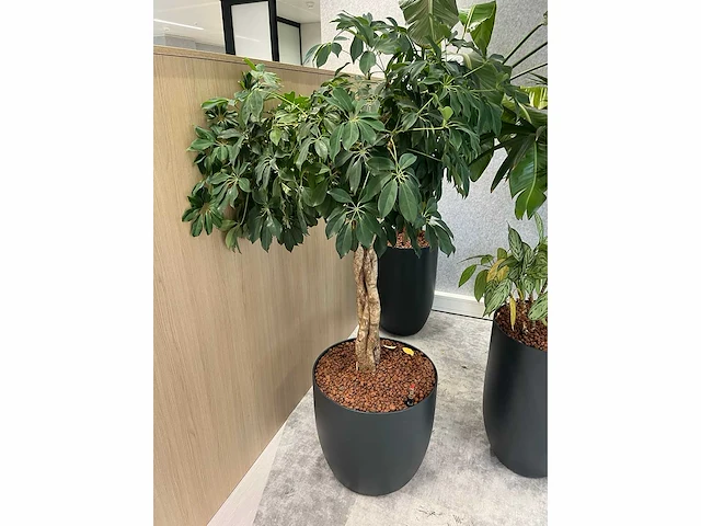 4x diverse plant met pot - afbeelding 3 van  6