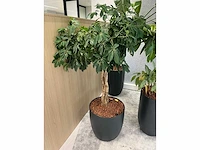 4x diverse plant met pot - afbeelding 3 van  6