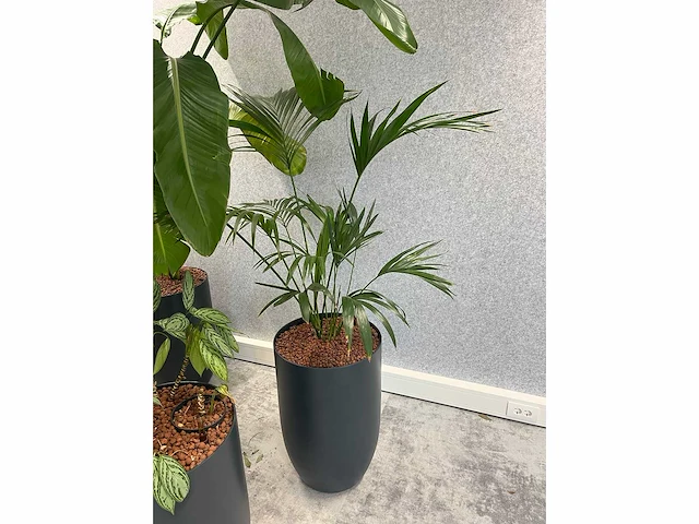 4x diverse plant met pot - afbeelding 4 van  6