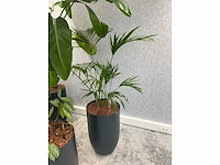4x diverse plant met pot - afbeelding 4 van  6