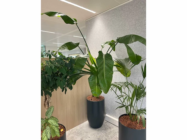 4x diverse plant met pot - afbeelding 5 van  6