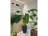 4x diverse plant met pot - afbeelding 5 van  6