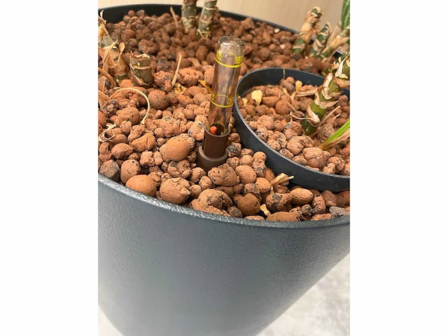 4x diverse plant met pot - afbeelding 6 van  6