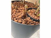 4x diverse plant met pot - afbeelding 6 van  6