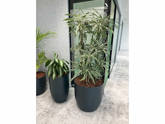 4x diverse plant met pot - afbeelding 3 van  7