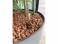 4x diverse plant met pot - afbeelding 4 van  7