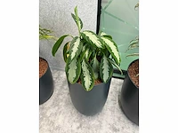 4x diverse plant met pot - afbeelding 5 van  7