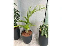 4x diverse plant met pot - afbeelding 6 van  7