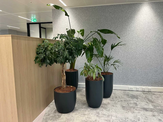 4x diverse plant met pot - afbeelding 1 van  1