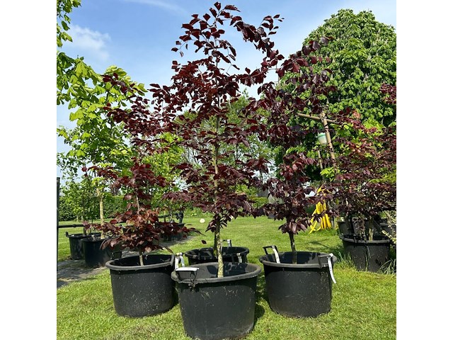 4x fagus sylvatica atropunicea (rode beuk) - afbeelding 1 van  2