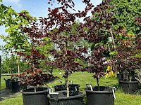 4x fagus sylvatica atropunicea (rode beuk) - afbeelding 1 van  2