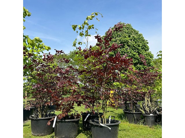 4x fagus sylvatica atropunicea (rode beuk) - afbeelding 1 van  2