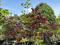 4x fagus sylvatica atropunicea (rode beuk) - afbeelding 1 van  2