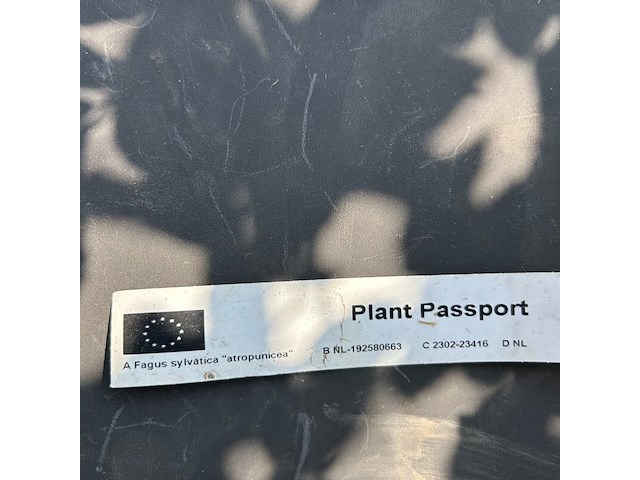 4x fagus sylvatica atropunicea (rode beuk) - afbeelding 2 van  2