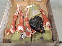 4x functioneel spiermodel arm - afbeelding 2 van  5