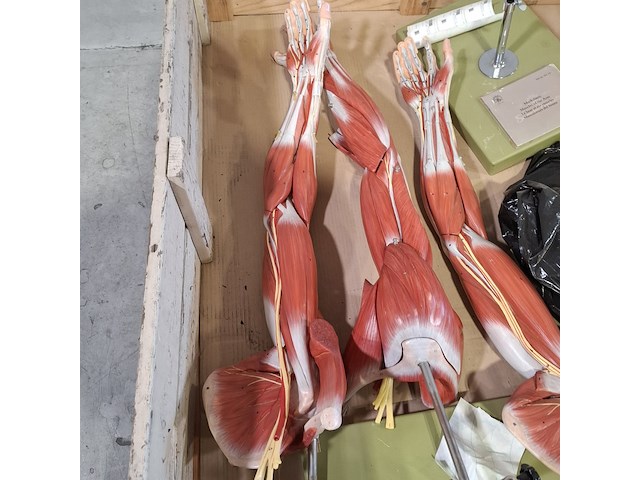 4x functioneel spiermodel arm - afbeelding 3 van  5
