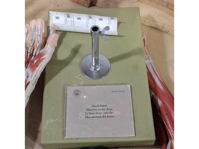 4x functioneel spiermodel arm - afbeelding 4 van  5