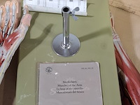 4x functioneel spiermodel arm - afbeelding 4 van  5