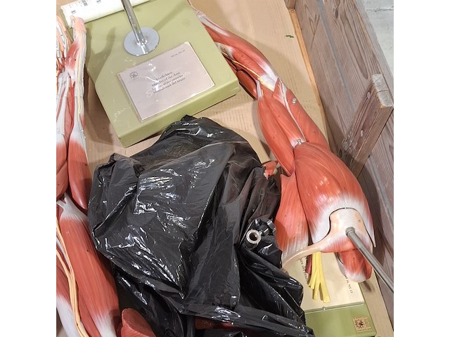 4x functioneel spiermodel arm - afbeelding 5 van  5