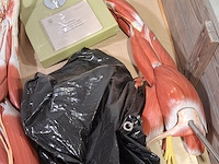 4x functioneel spiermodel arm - afbeelding 5 van  5