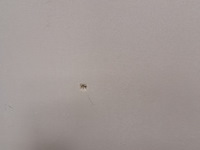 4x geluidsreducerende prikborden wit - afbeelding 10 van  13